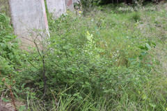 Priva cordifolia